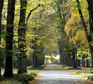 Alleen auf dem Osterholzer Friedhof
