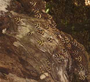 Viele Motten am Baum