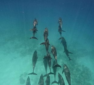 Delfinausflug mit Mo