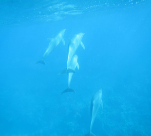 Delfinausflug November 2014