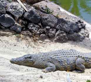 Krokodil Oasis Park