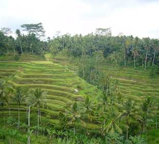 Reisterrassen von Ubud