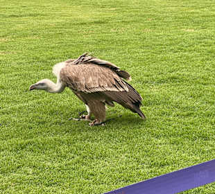 Geier im Dubai Safari Park