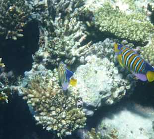 Delfinschwimmen 21.09.