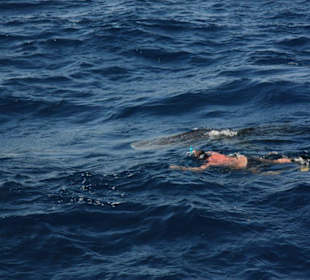 Schnorcheln mit dem Walhai