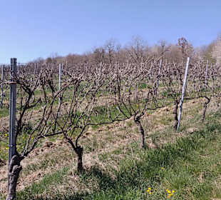 Gut gepflegter Weinhang