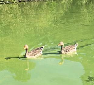 Wandern Bispingen