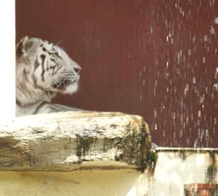 Kameltheater & Weißer Hof