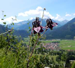 Grünten / Burgberger Hörnle