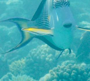 Schnorcheln Abu Dabbab