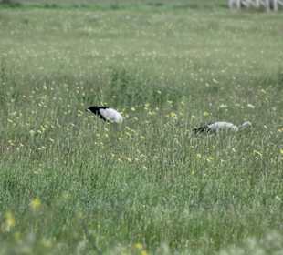 Kloster Chor Virap - Störche