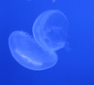 Meduse