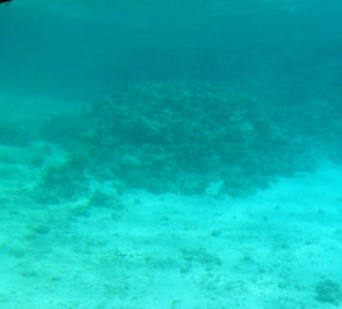 Glasbodenboot Tour Seascope Port Ghalib