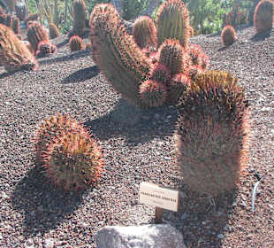 Ferocactus