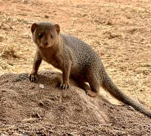 In der Salt Lick Safari Lodge