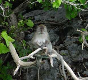Bewohner der Insel