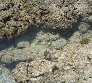 Ausflug Glasbodenboot Diani Beach