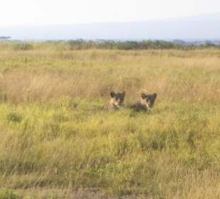 Löwen im Amboseli