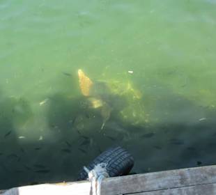 Fische und Schildkröten