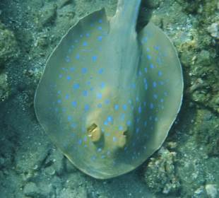 Schnorcheln Abu Dabbab