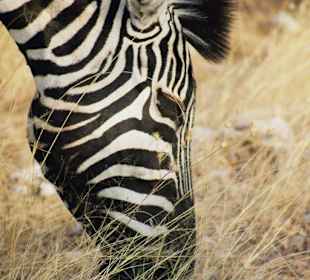 Zebra im Etoscha Nationalpark