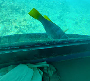Glasbodenboot Tour Hurghada
