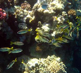 Coraya Bay, Unterwasserwelt