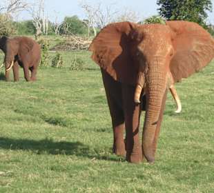 Elefanten hinterm Sentrim Camp