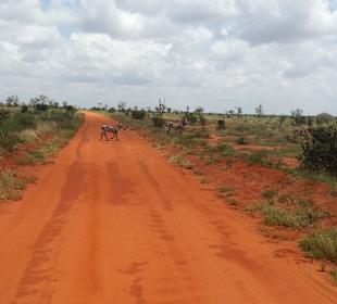 Kurz hinter dem Eingang direkt Zebras in Sicht