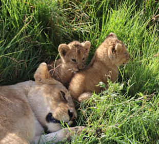 Löwin mit ihren Jungen im Ngorongoro 