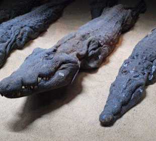 Mumifizierte Krokodile