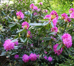Rhododendron in voller Blüte