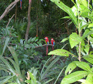 Vogelpark in Playacar