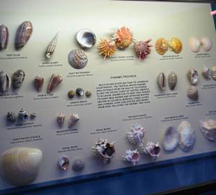 The Bailey Matthews Shell Museum