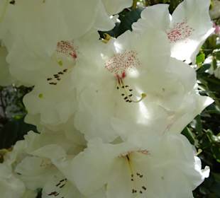 Garten Hohenheim