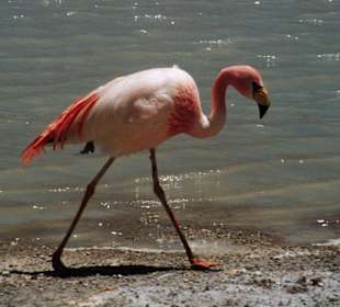 Pelican, Salar del Laguani-Bolivia