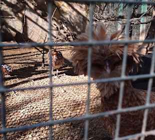 Besuch eines kleines Tierparkes