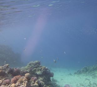 Schnorcheln Makadi Bay