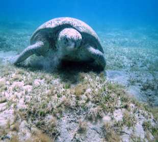 Schnorchelausflug bei Toto 