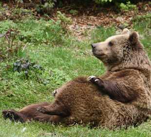 Nationalpark Bayerischer Wld Tierfreigelände