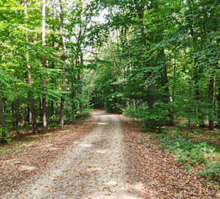 Ein kurzer Waldweg
