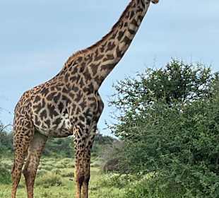Giraffe
