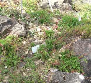 Alpinum