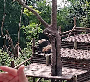 Giant panda