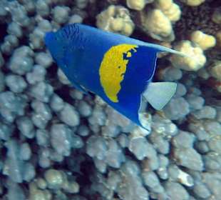 Arabischer Kaiserfisch - Hausriff Gorgonia Beach