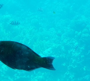 U-Boot Tour Hurghada