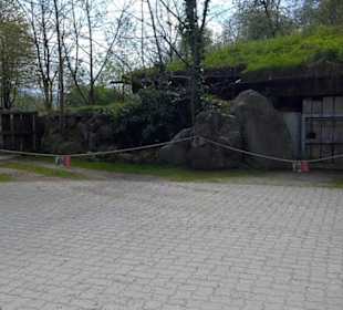 Afrikabereich - Breitmaulnashorn