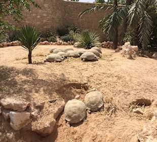 Krokodilfarm Animalia