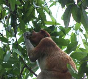 Nasenaffe beim Abendessen