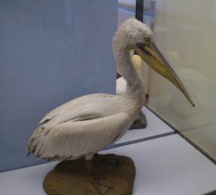 Zoologisches Forschungsmuseum Alexander Koenig